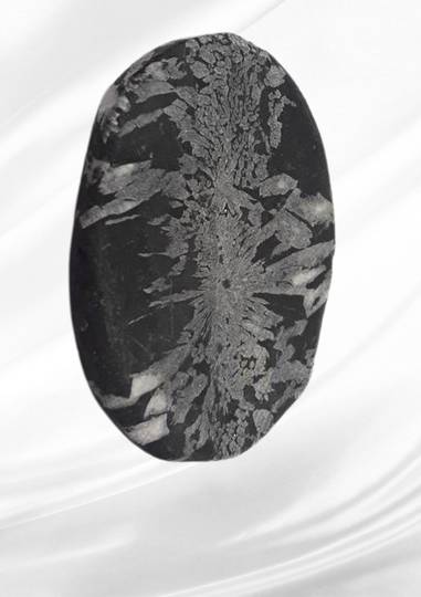 Chrysanthemum Palmstone CS5 image 0